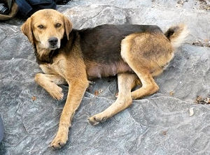 Rataplan, de hond die mij vergezelde tijdens de Nabji Trail