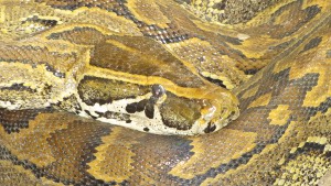 slang in de Slangentuin in Gunjur