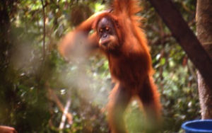 orang utan in Bukit Lawang op Sumatra