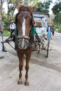 Paard en wagen in Pyin Oo Lwin