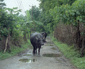 waterbuffel op de weg